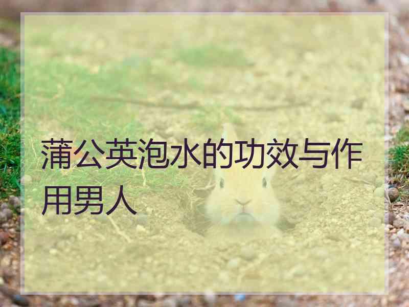 蒲公英泡水的功效与作用男人 蒲公英泡水的功效与作用男人