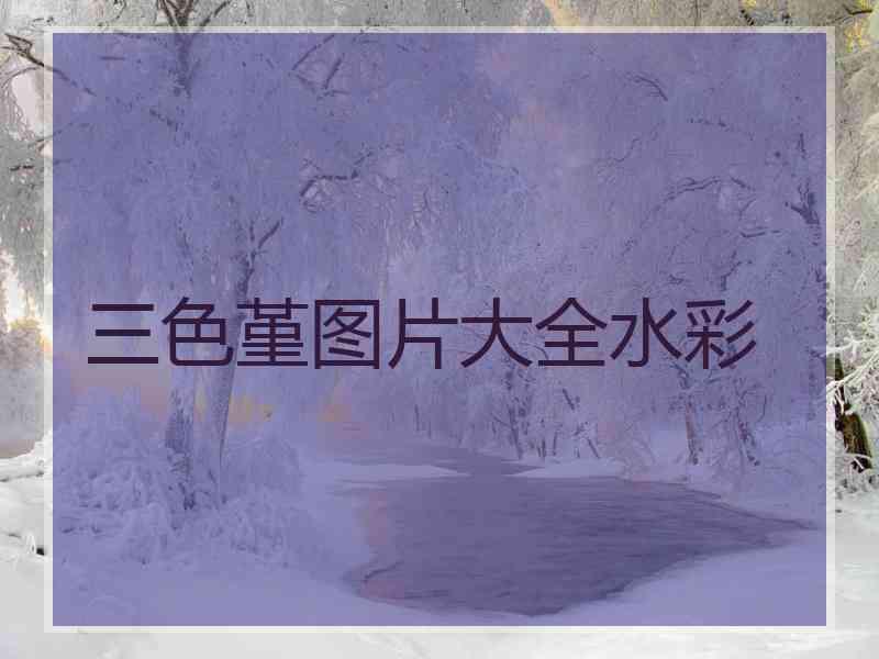 三色堇图片大全水彩