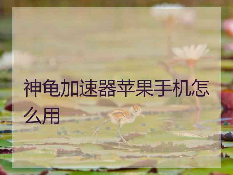 神龟加速器苹果手机怎么用