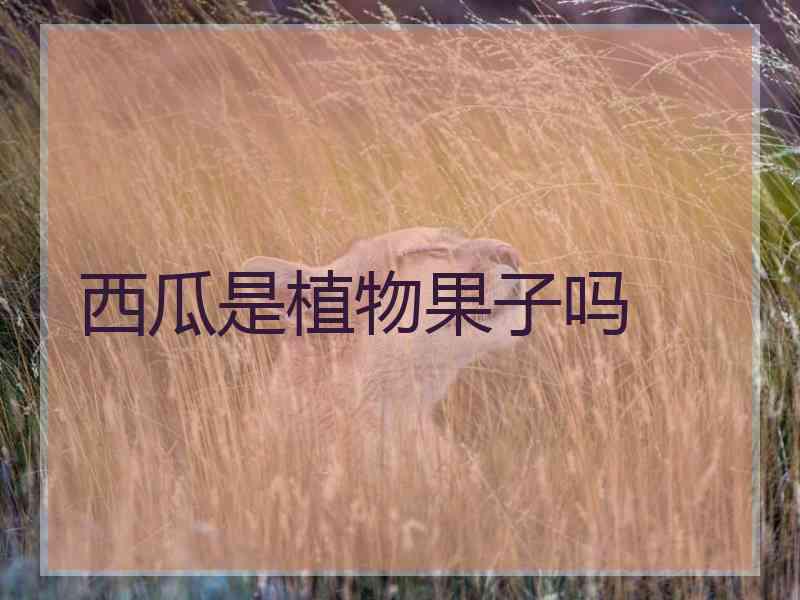 西瓜是植物果子吗