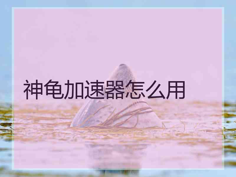 神龟加速器怎么用