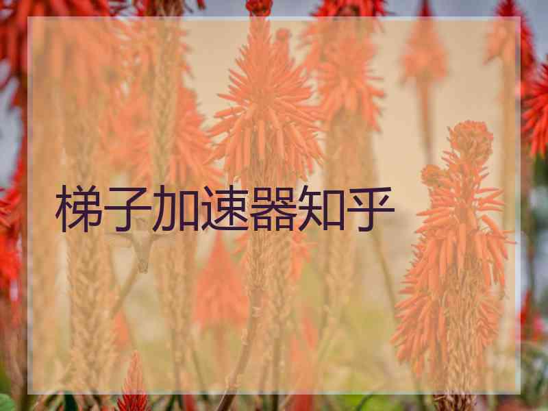 梯子加速器知乎